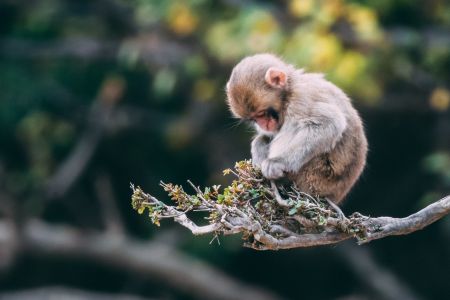 wildlife2.jpg