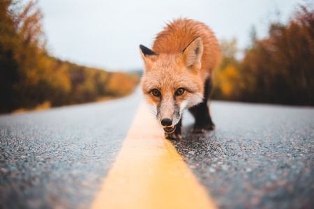 wildlife3.jpg