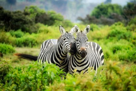 wildlife6.jpg