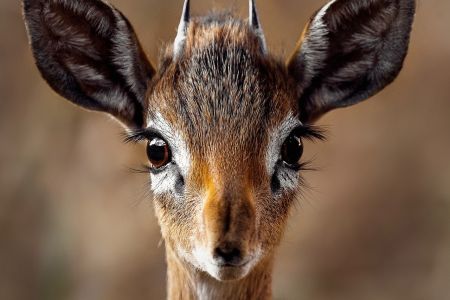 wildlife7.jpg
