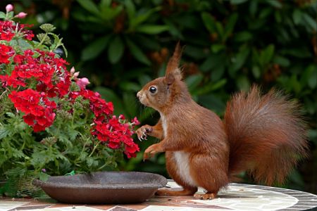 wildlife8.jpg