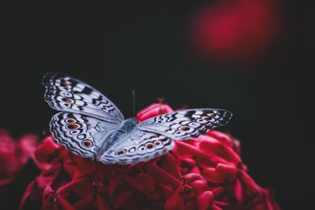 wildlife9.jpg